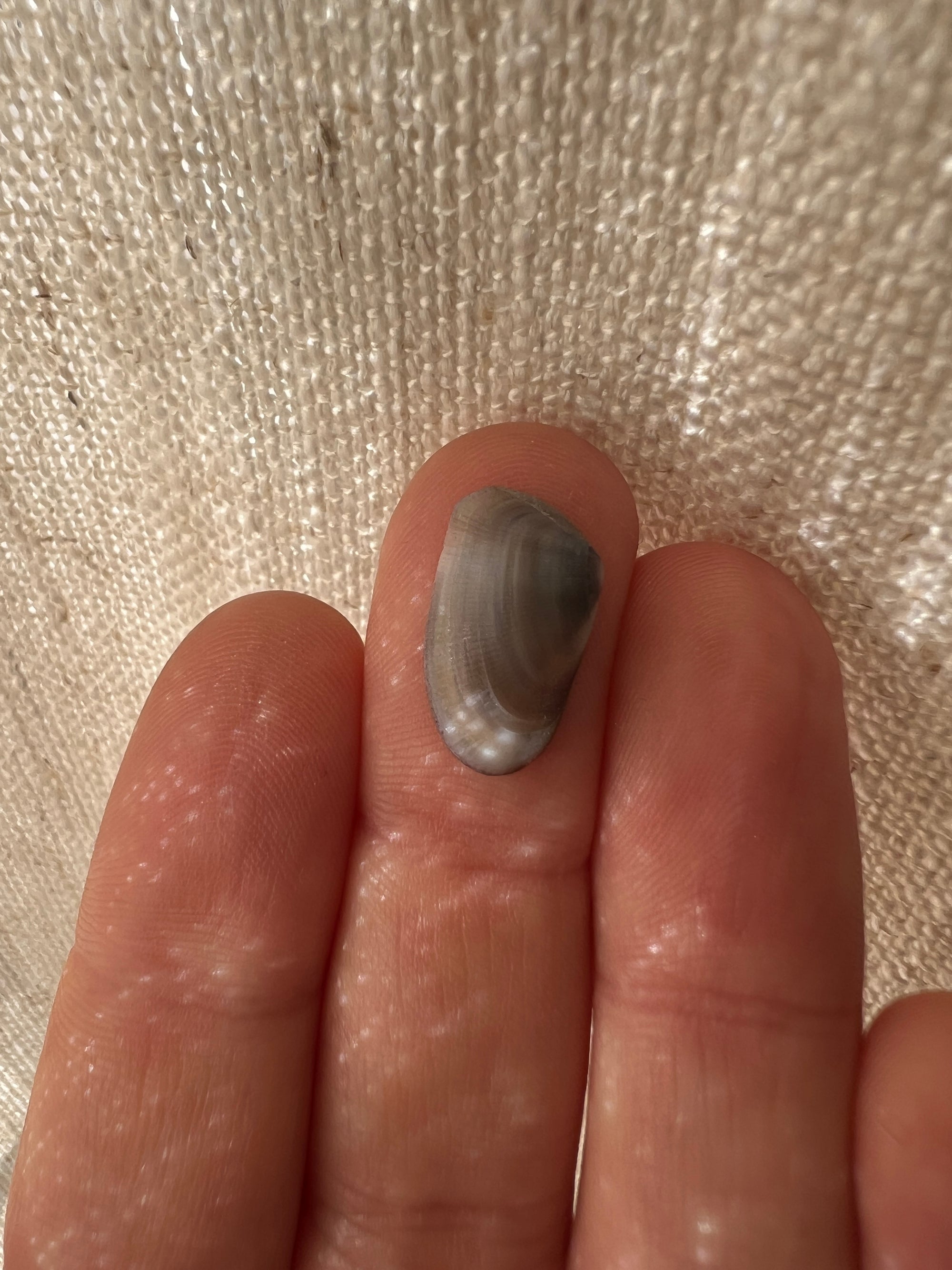 Seaflower Ring